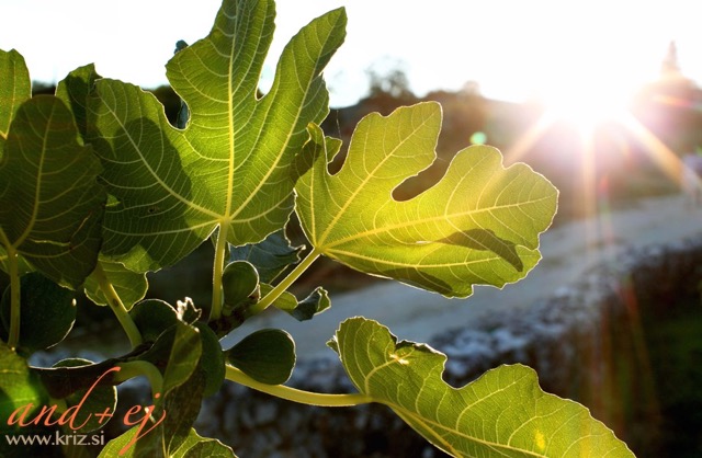 Fotografiranje življenjskega stila